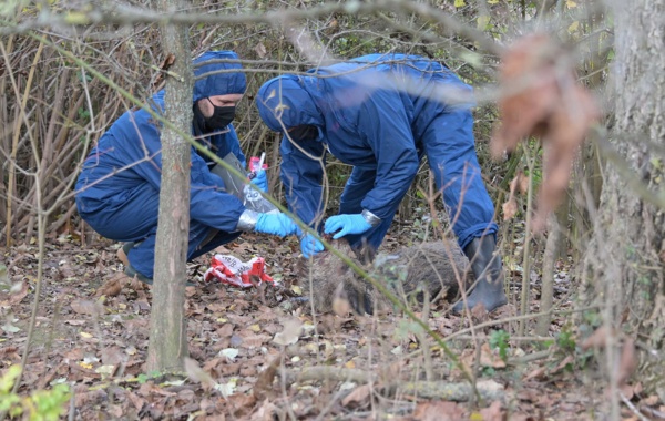 Schweinepest-Allgemeinverfügung erlassen