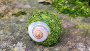 eingefilztes Schneckenhaus